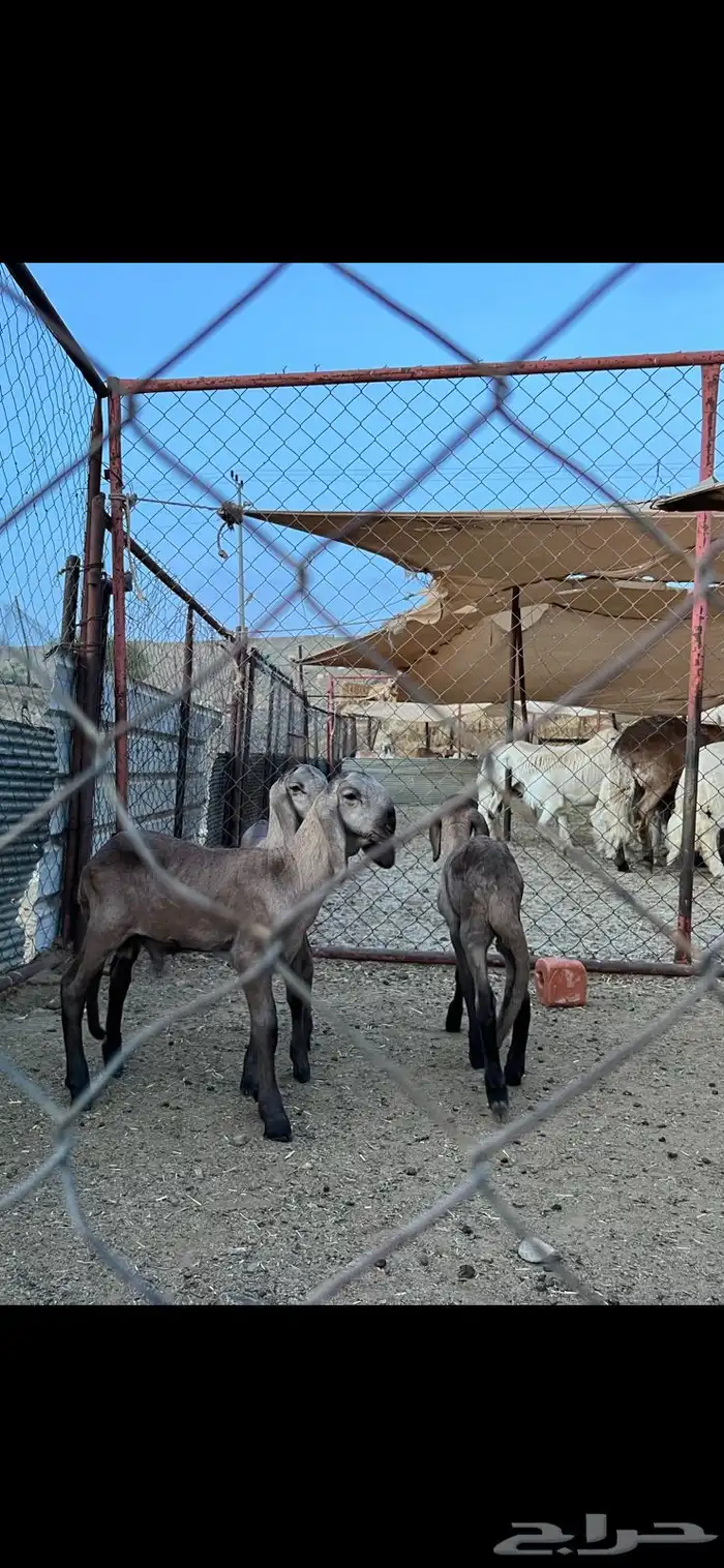 غنم سواكن درمانيات اصائل 1