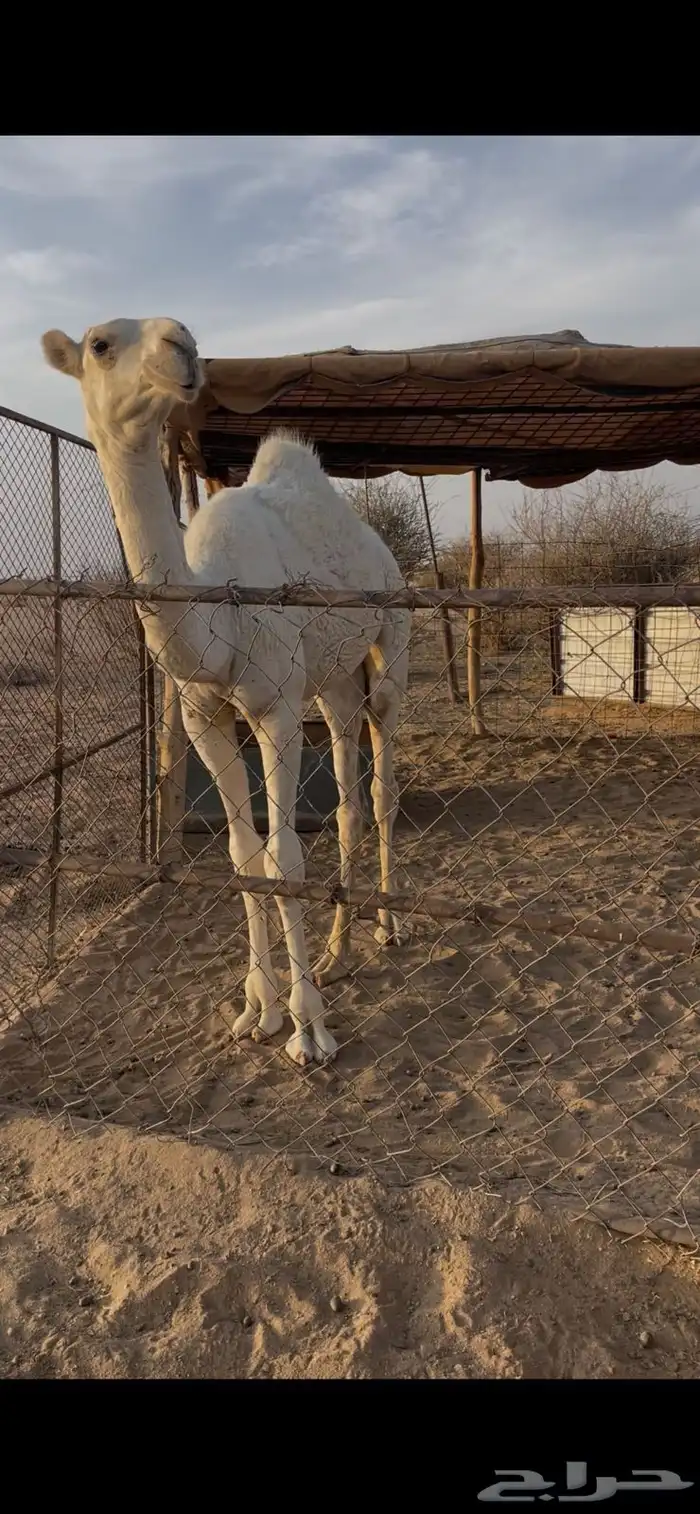 عشرا 1