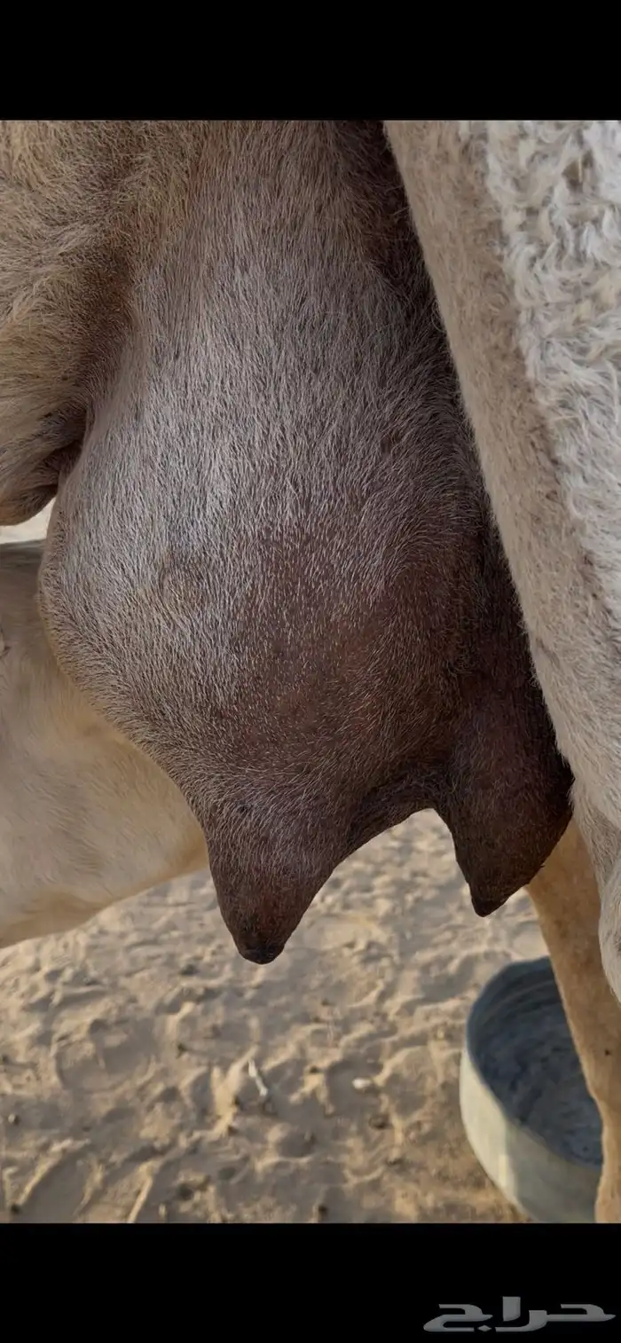 عشرا 2