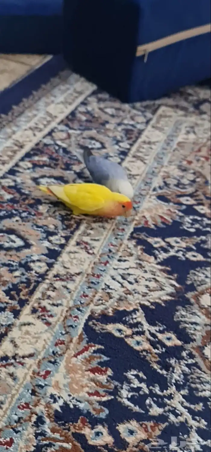 زوج عصافير روز 0