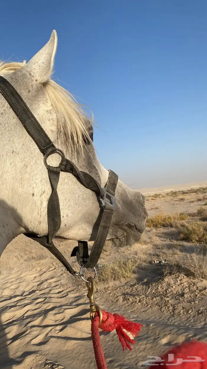 حصان شعبي 0