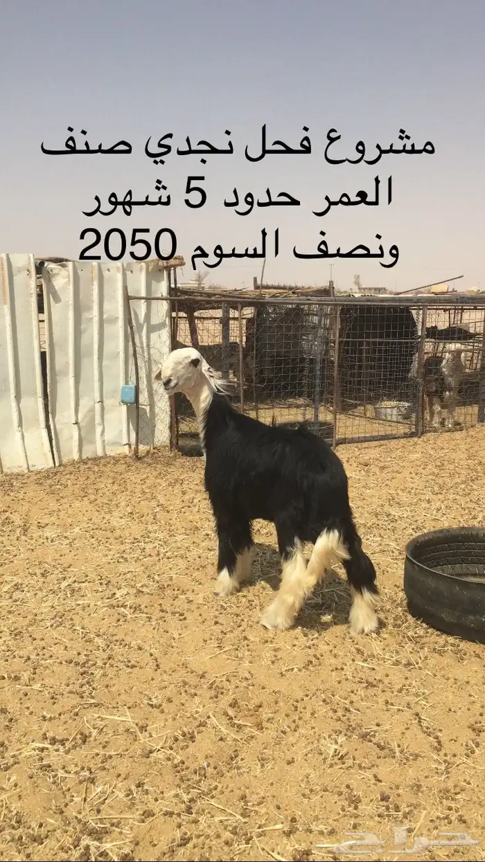 عروض النجد رقم 3 حلال ابو حمدان الحبابي 98