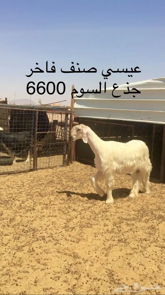 عروض النجد رقم 3 حلال ابو حمدان الحبابي 99