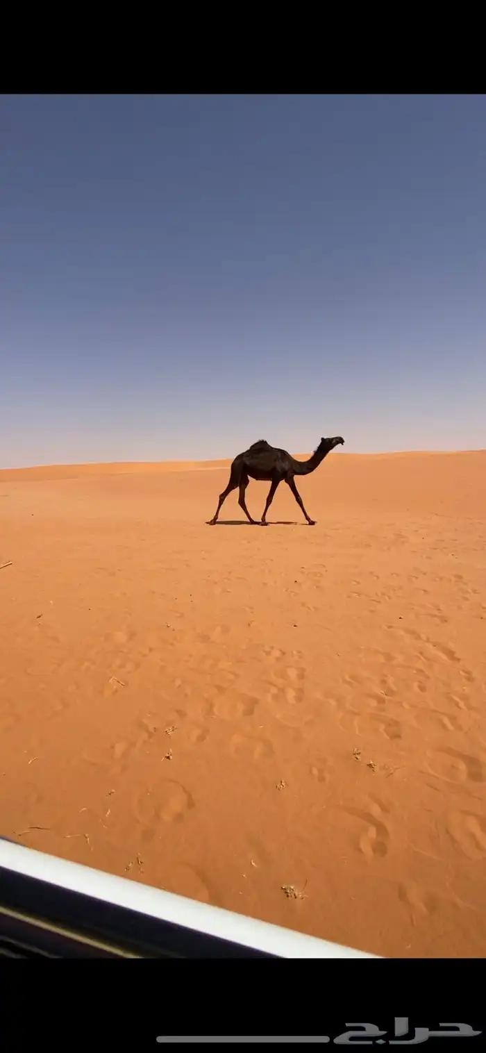 بكره 0