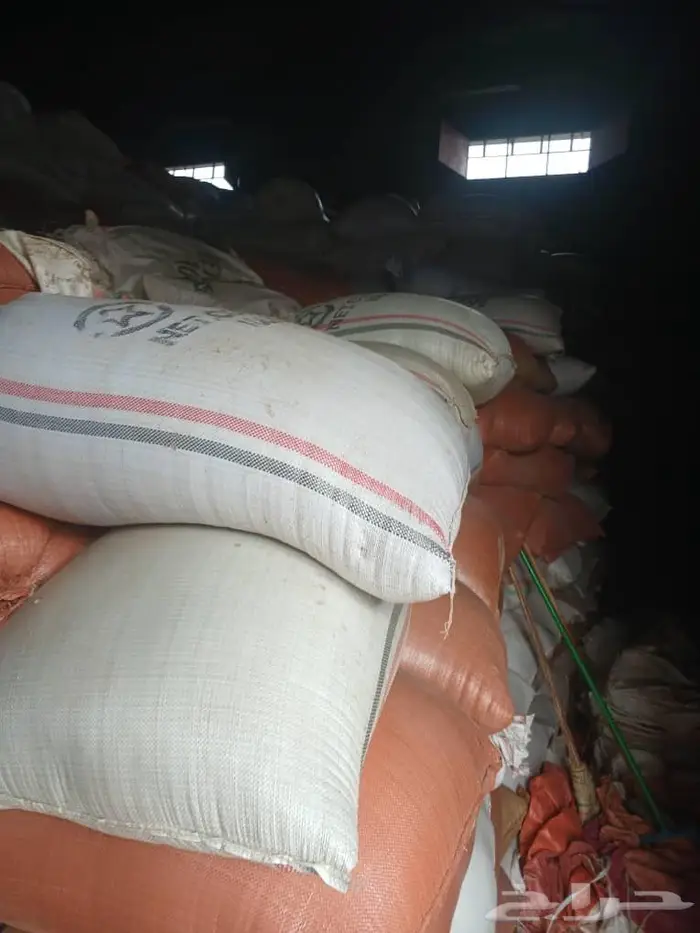 ذره شامي   اثيوبي 2