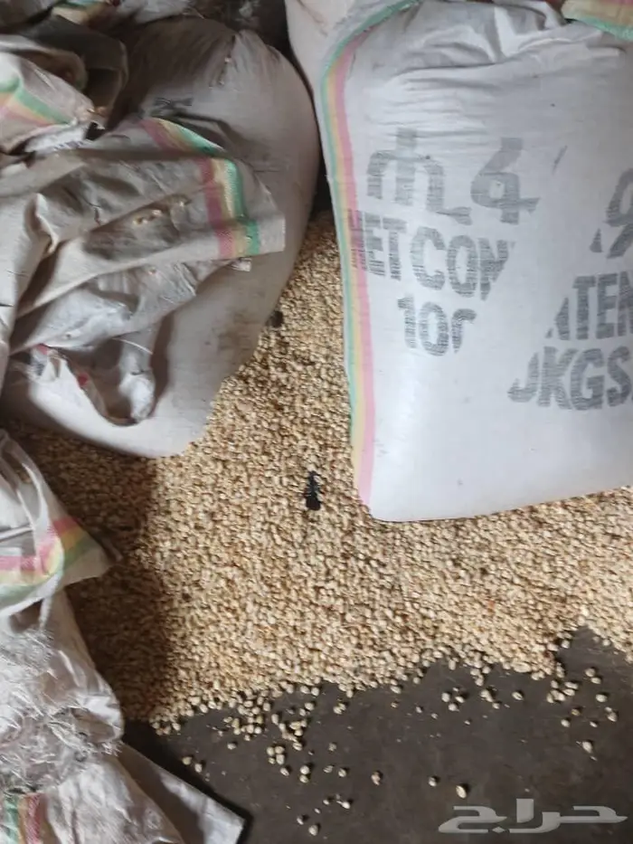 ذره شامي   اثيوبي 4