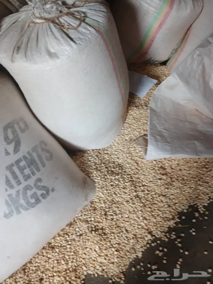 ذره شامي - اثيوبي 0