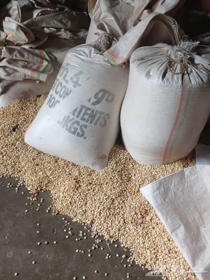 ذره شامي - اثيوبي 6