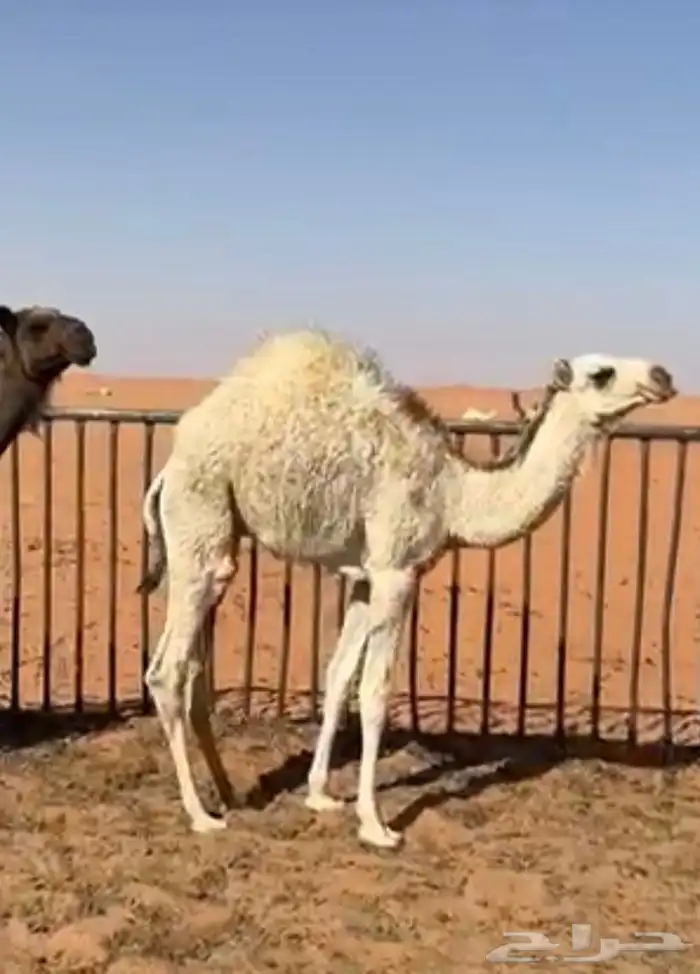 حشو لبانيه حيران بريه 2