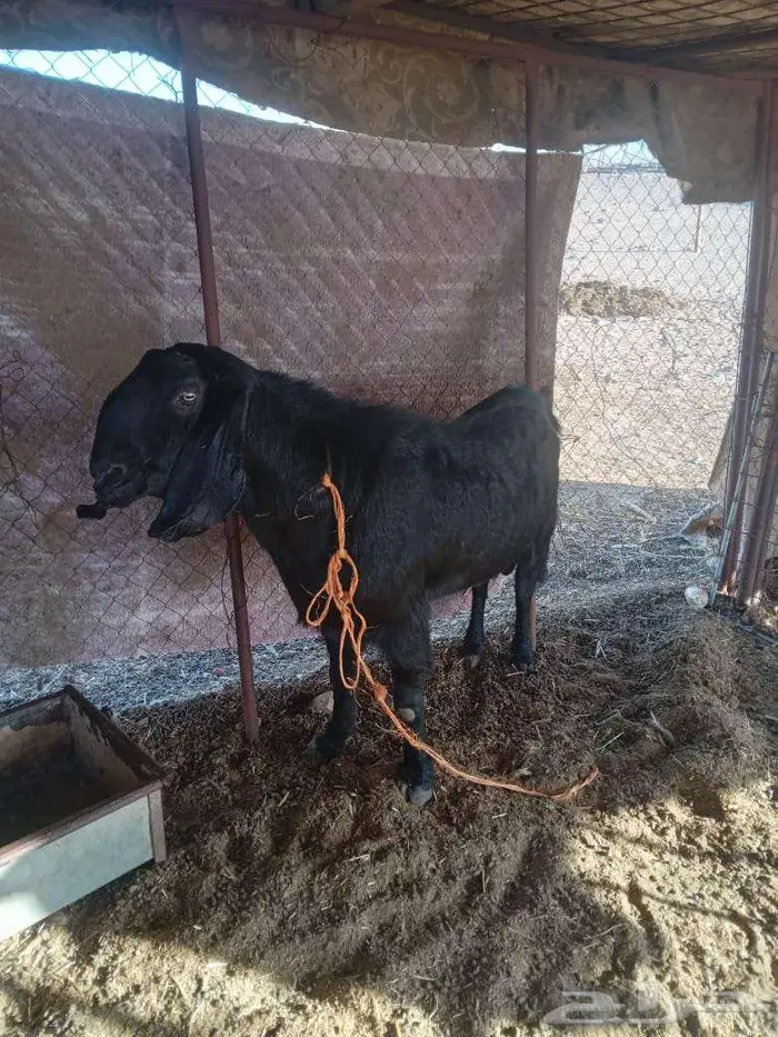 تيس فحل اجم 0