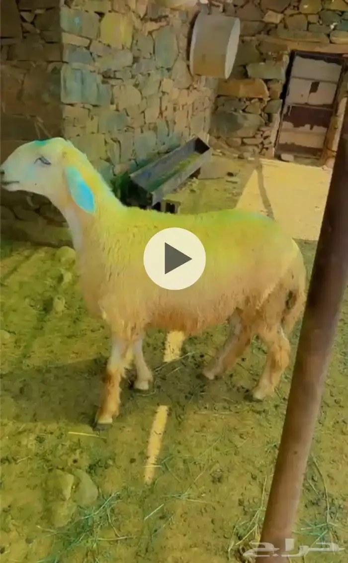 مشروع فحل فاحز حري 0