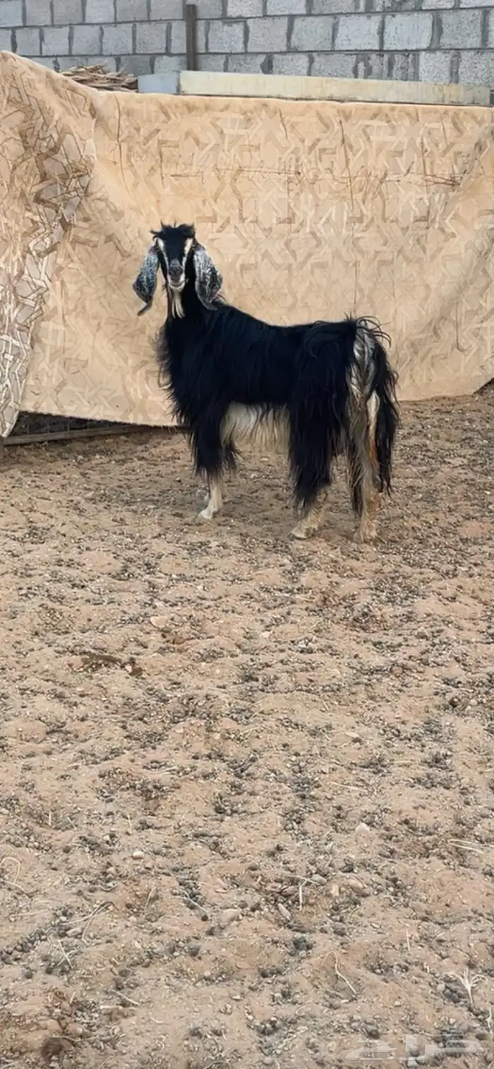 عنز عارضيه مقنوي دافع 0