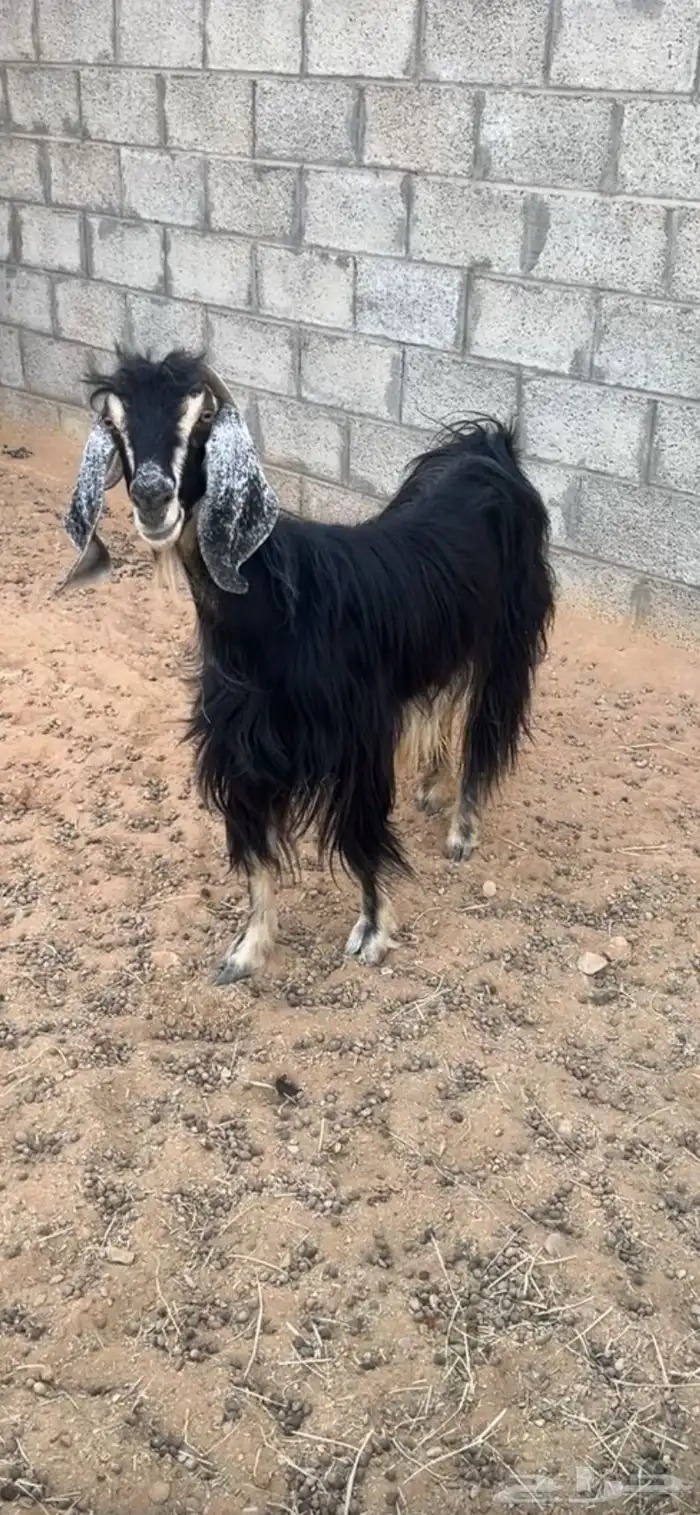 عنز عارضيه مقنوي دافع 1