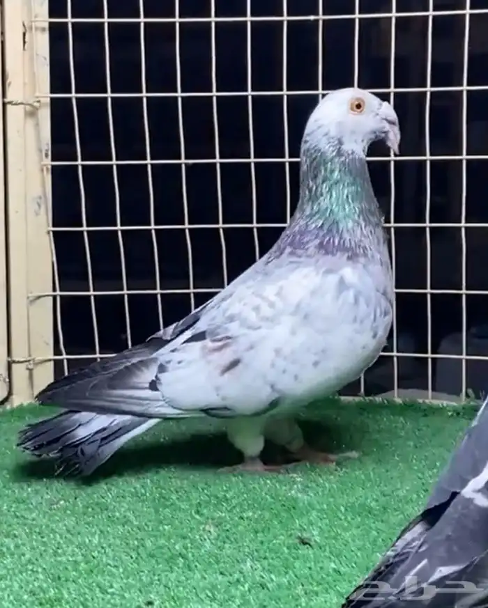 زوج حمام مراسيل 2