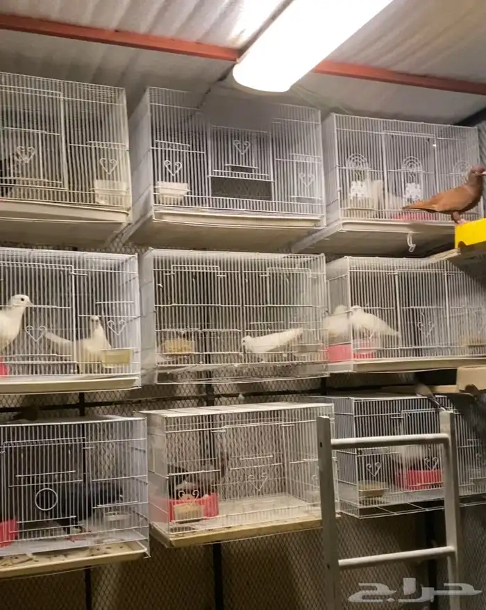 أقفاص مقاس 601 0