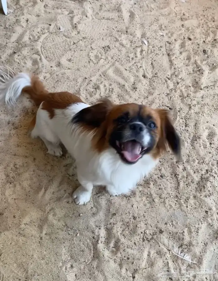 كلب Pekingese 0