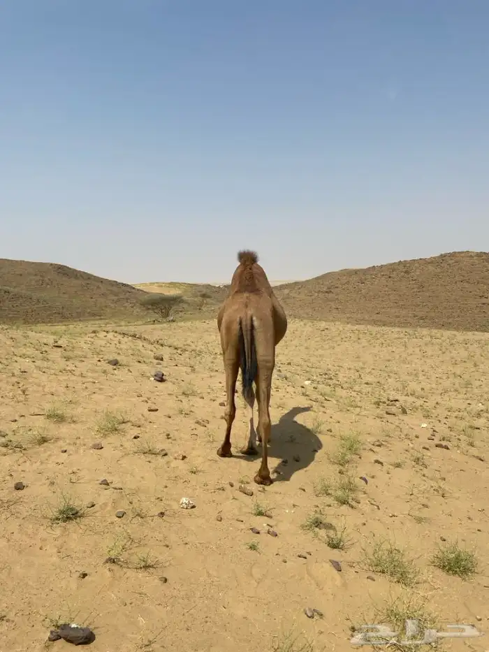 للبيع قعود 2