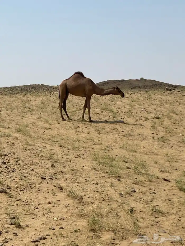 للبيع قعود 1