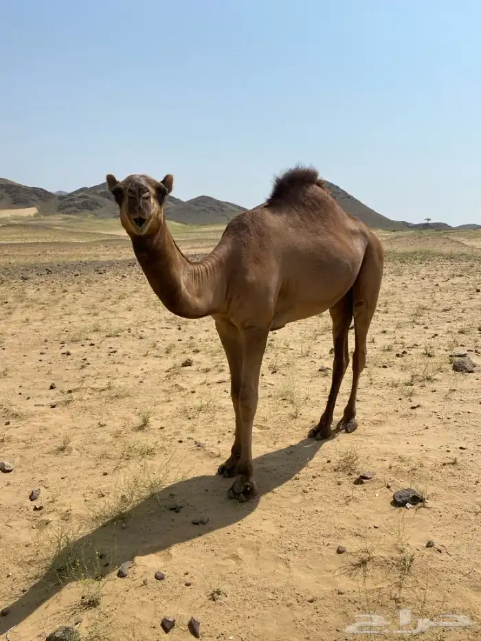 للبيع قعود 0