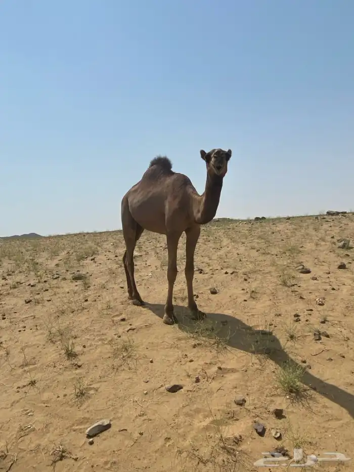 للبيع قعود 3