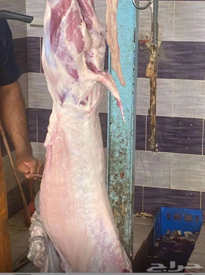 ذبايح للبيع نجران الغويلة 3