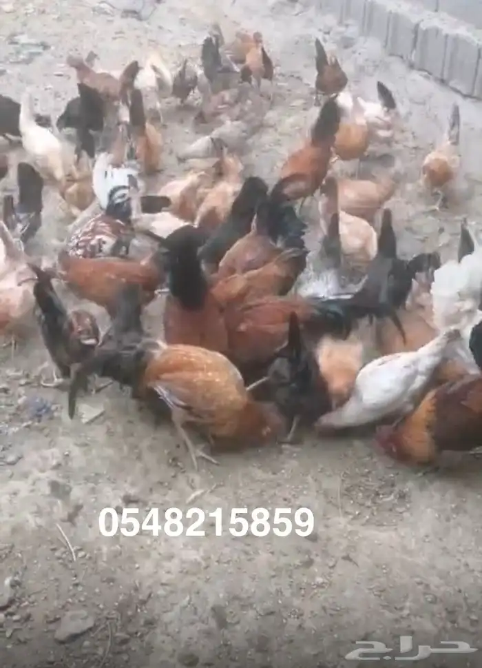 دجاج بلدي 0