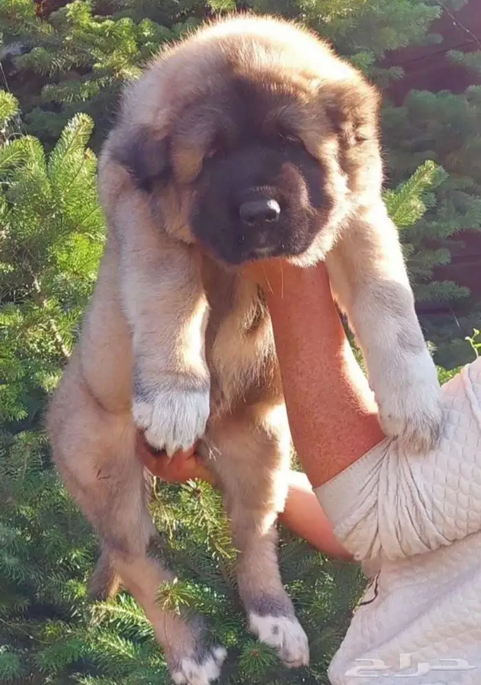 جرو كوكيجن شيبرد ذكر من روسيا 2