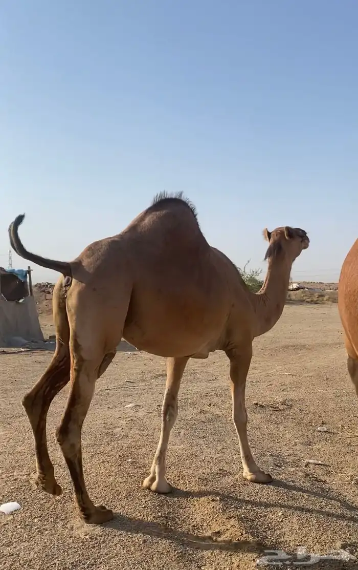 ناقه ساحليه للبيع) تم البيع خارج الموقع 0
