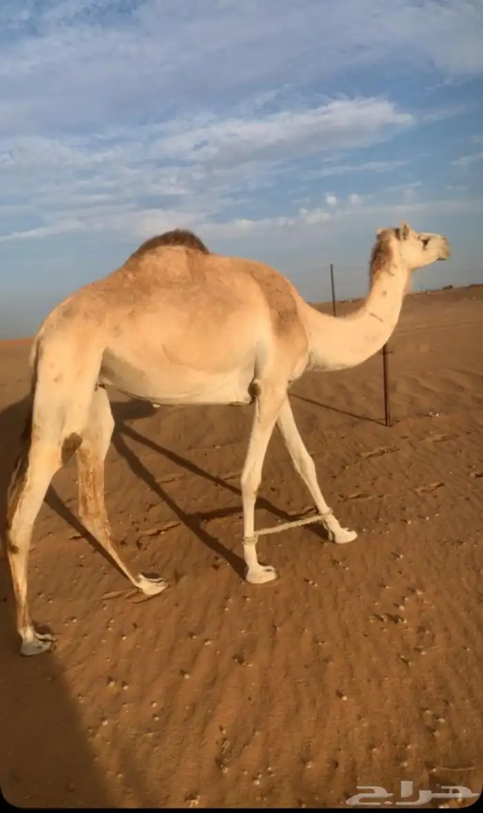 ناقة مهجنه 1