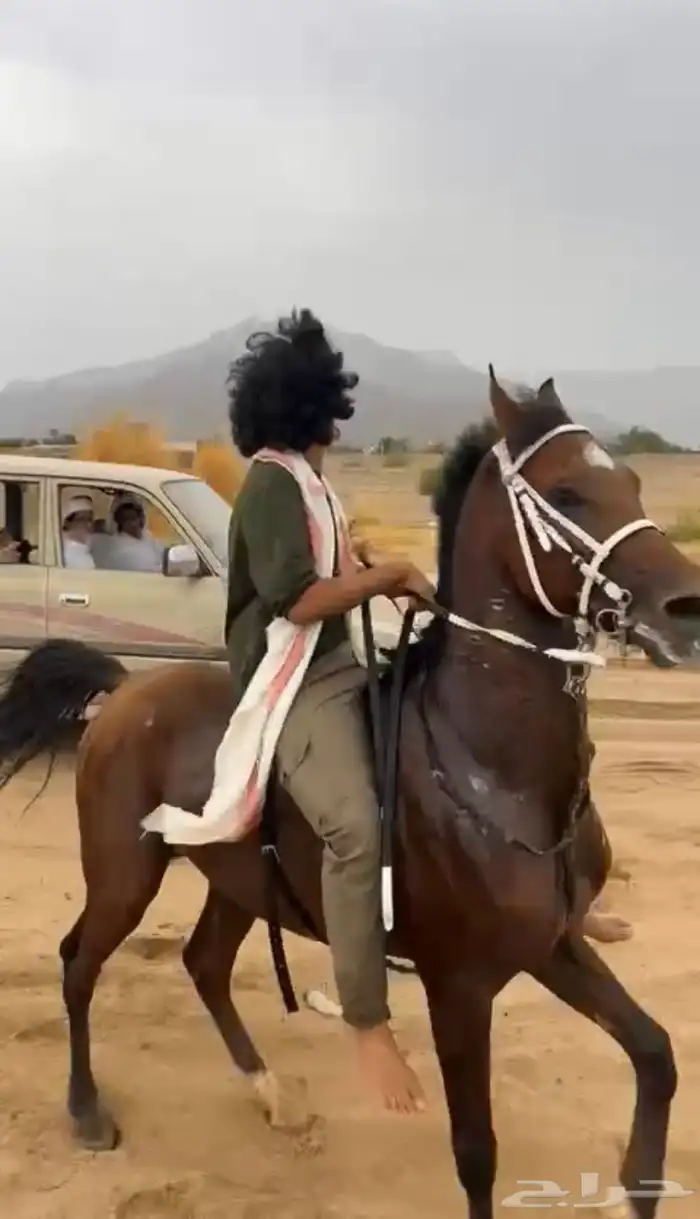 حصان شعبي العمر 3 الطول 7 0