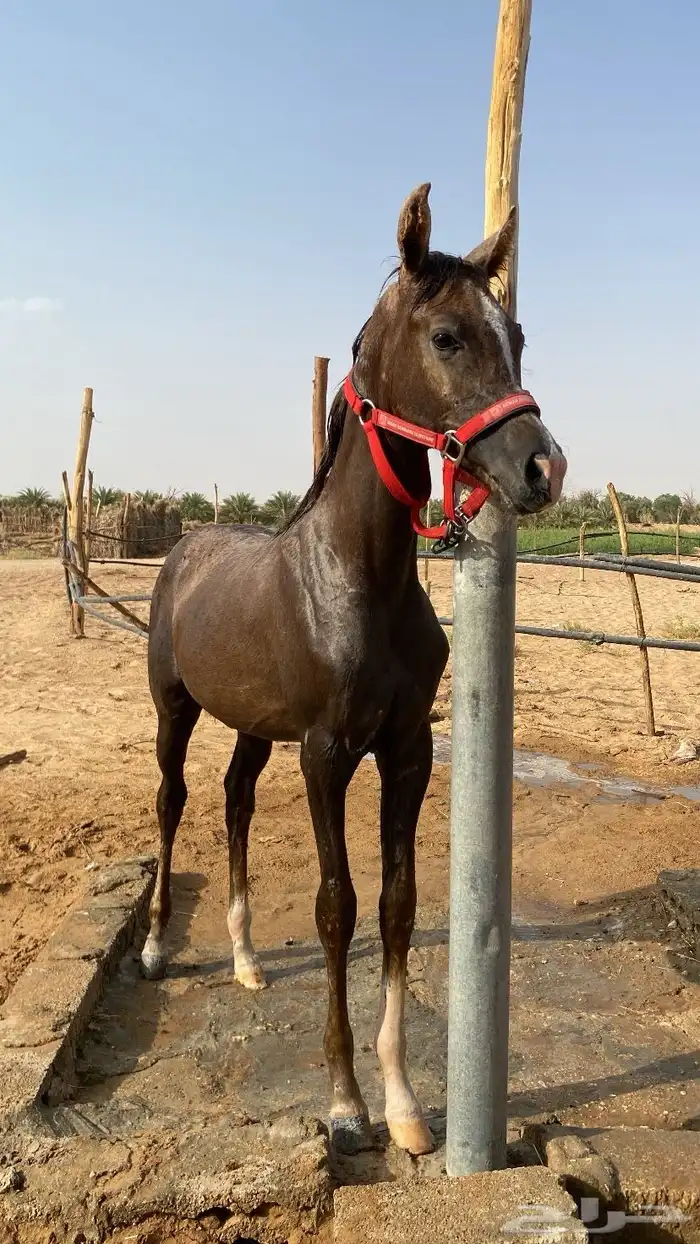 مهره شعبيه 1