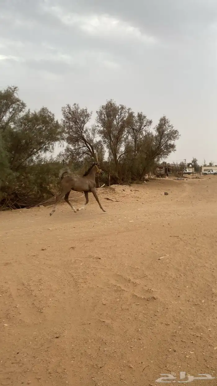 مهره شعبيه 0