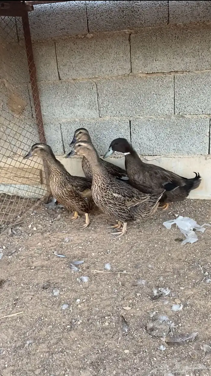 بط شرشيري 0