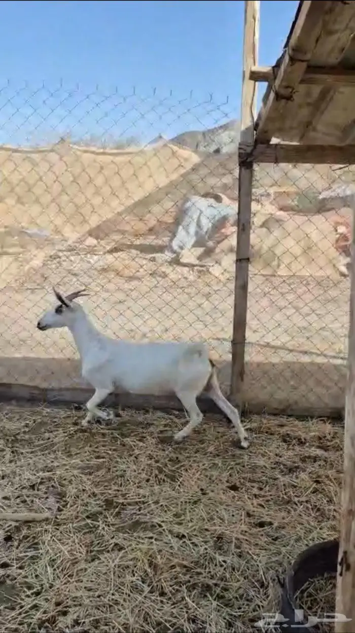 عنز بيشيه طيبه جدا 1