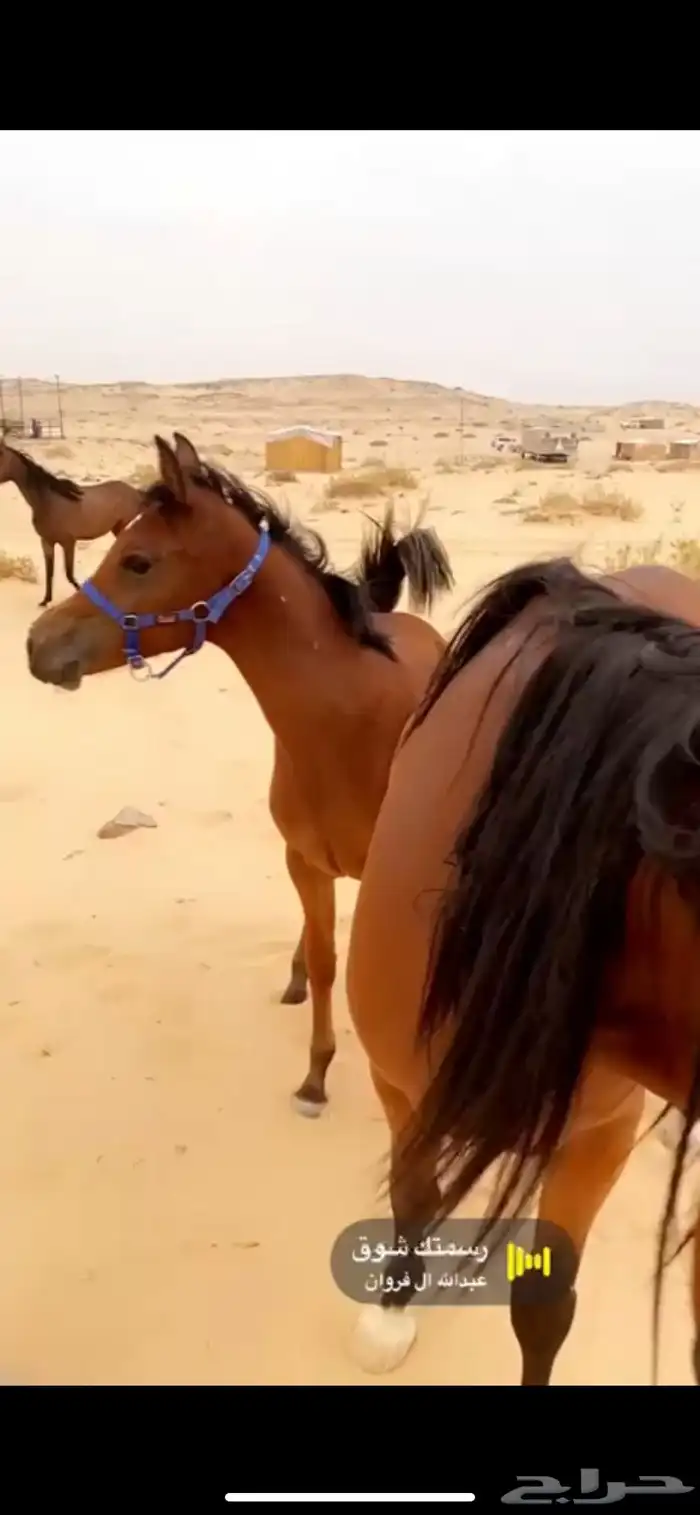 فرس شعبيه معها مهرتين 0