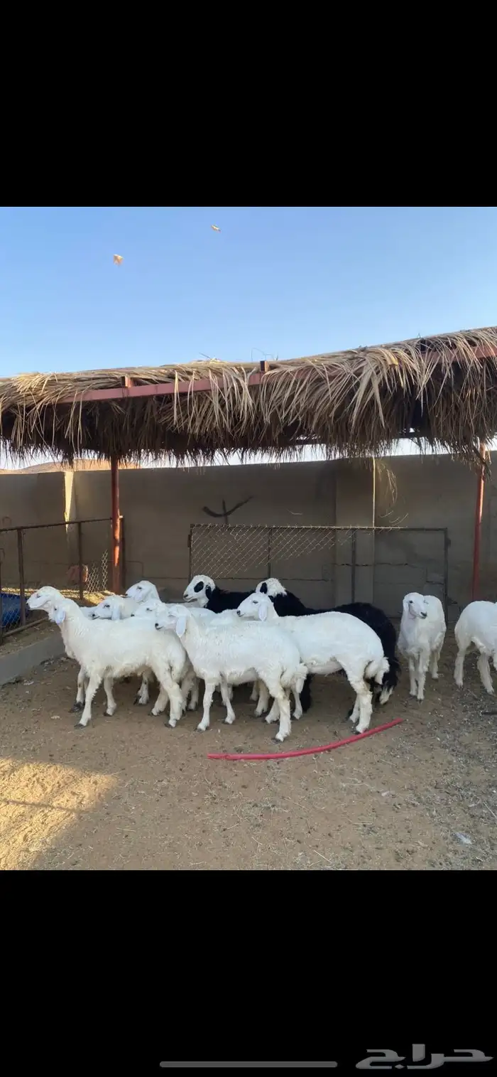 ذبائح خرفان ورخال 2