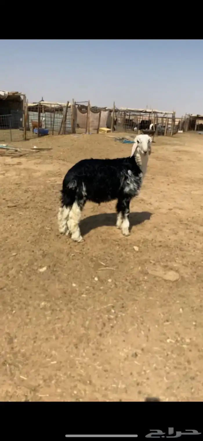 طلي نجدي. 0