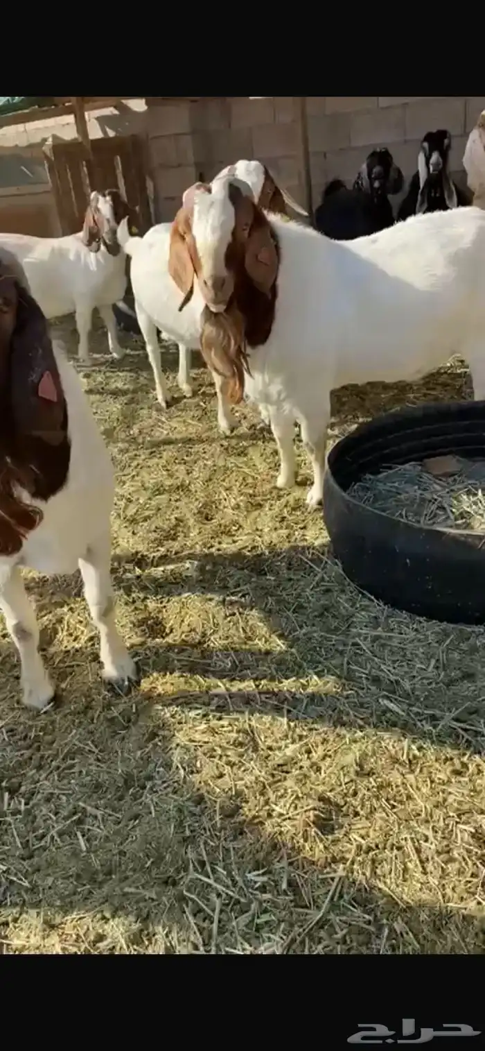 معزا بورقيت 5