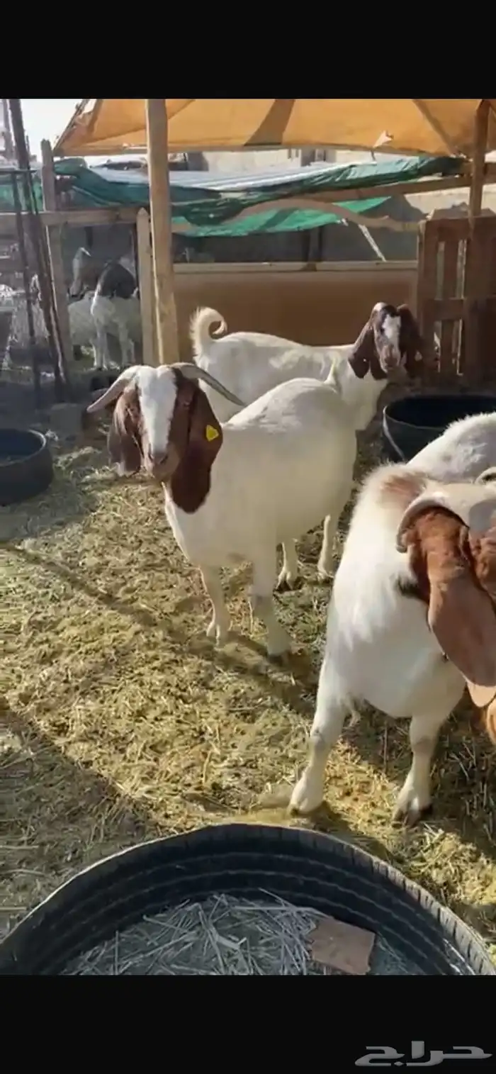 معزا بورقيت 6