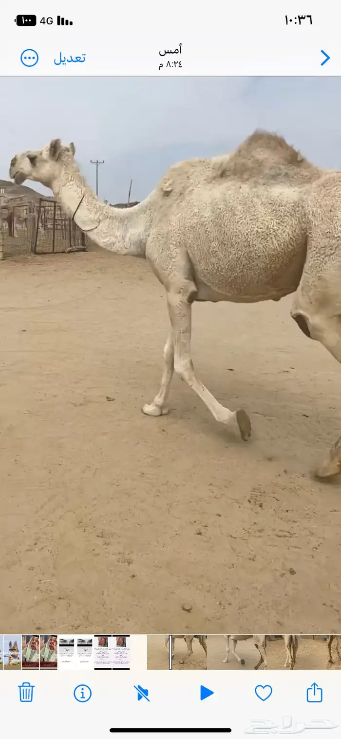 ثنتين من البل ضرايب ومنتجه (الموقع الجعبه ) 1