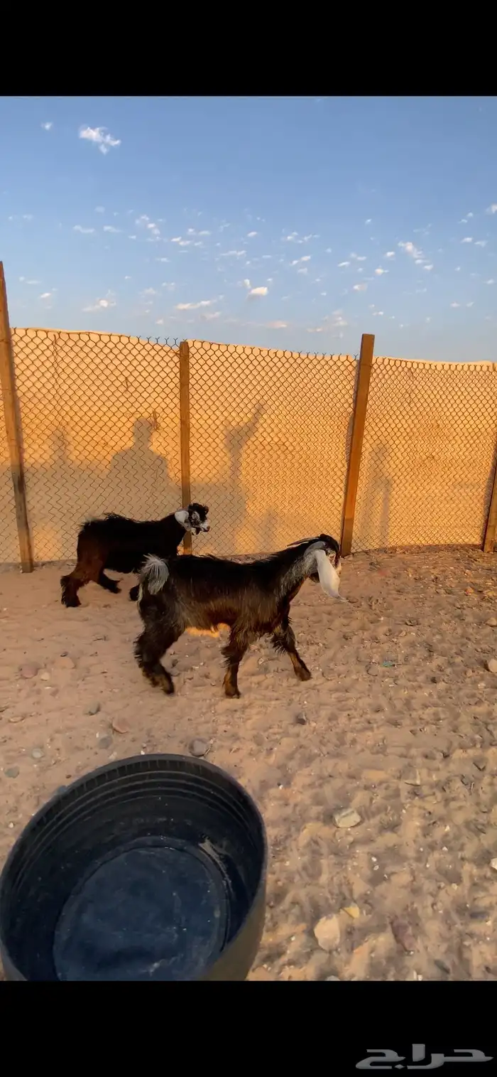 تيوس عوارض ثلاجة 1
