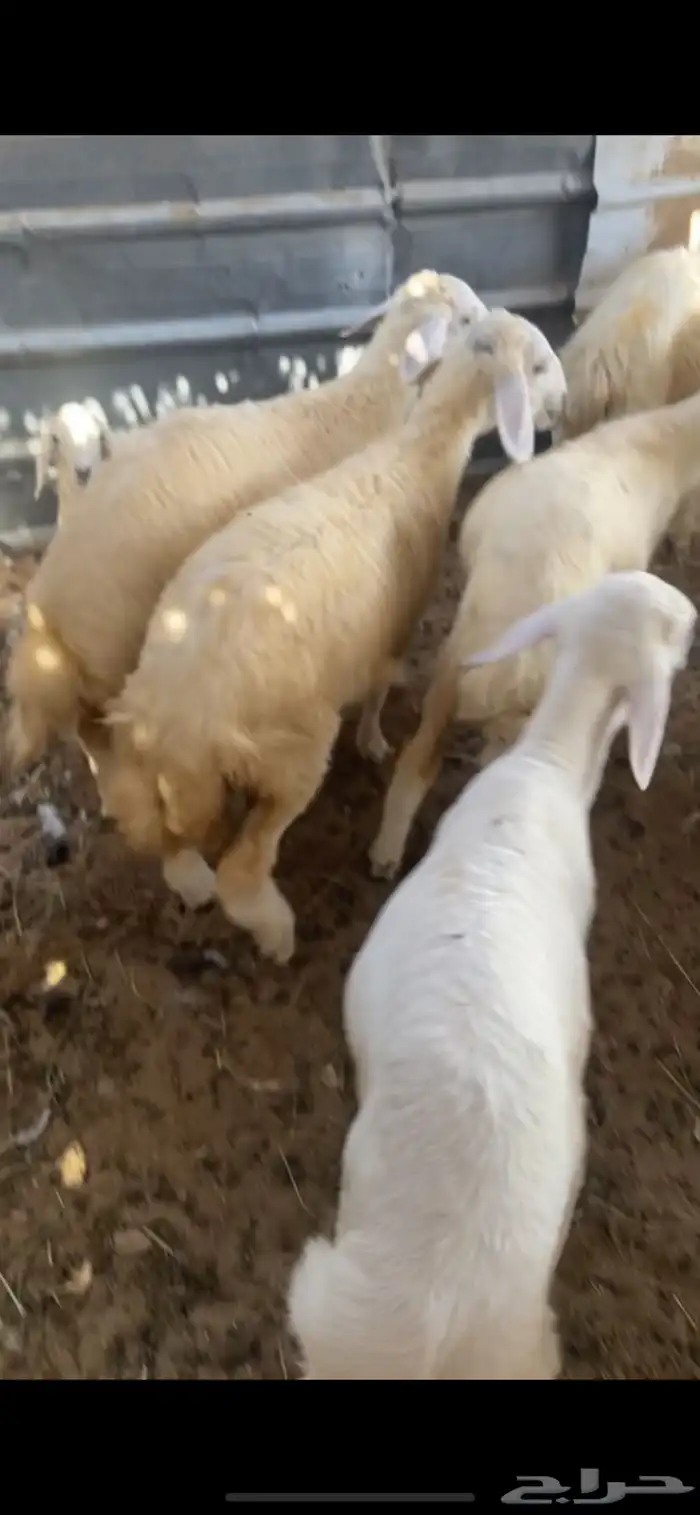 طليان ورخال حريات 1