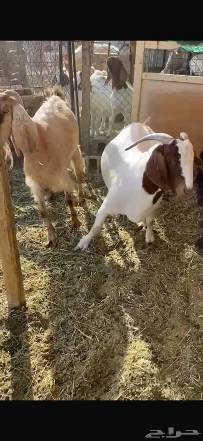 معزا بورقيت 3