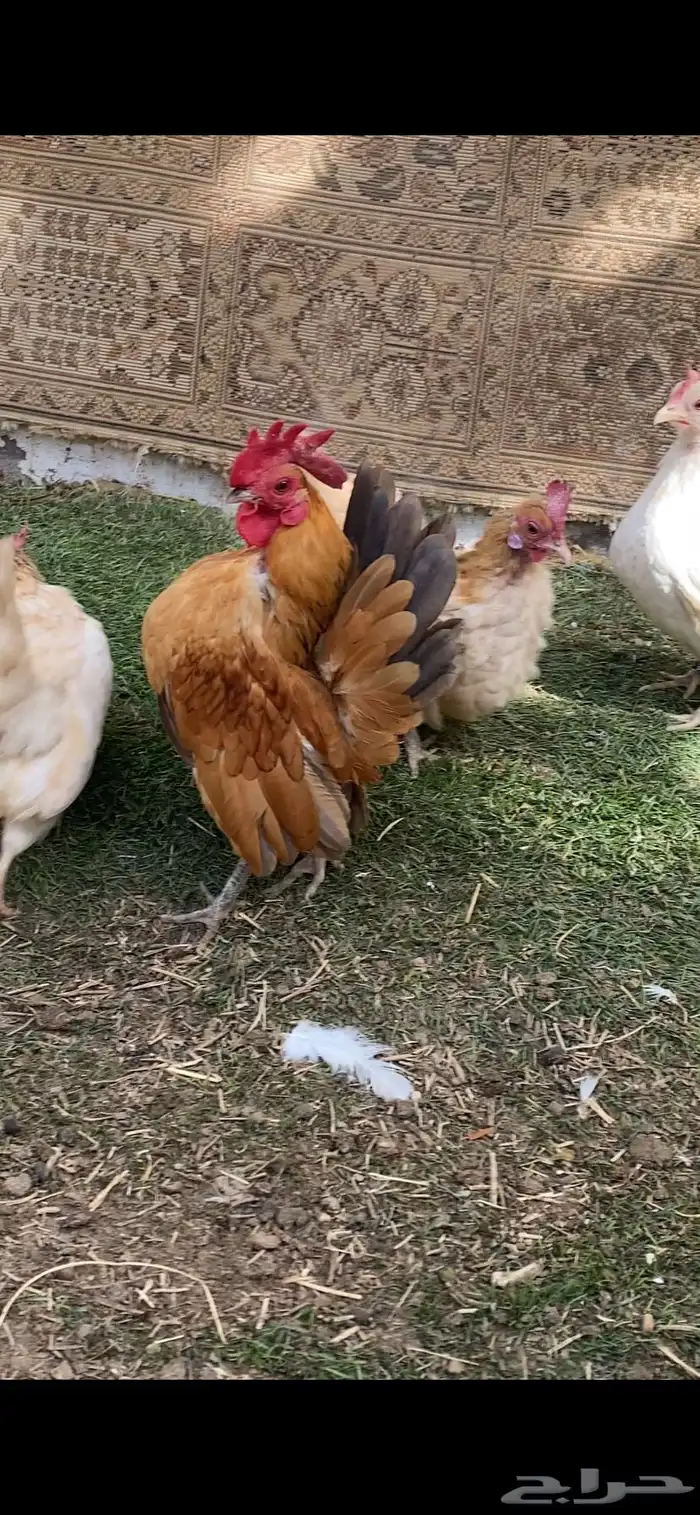 للبيع دجاج سيراما 8