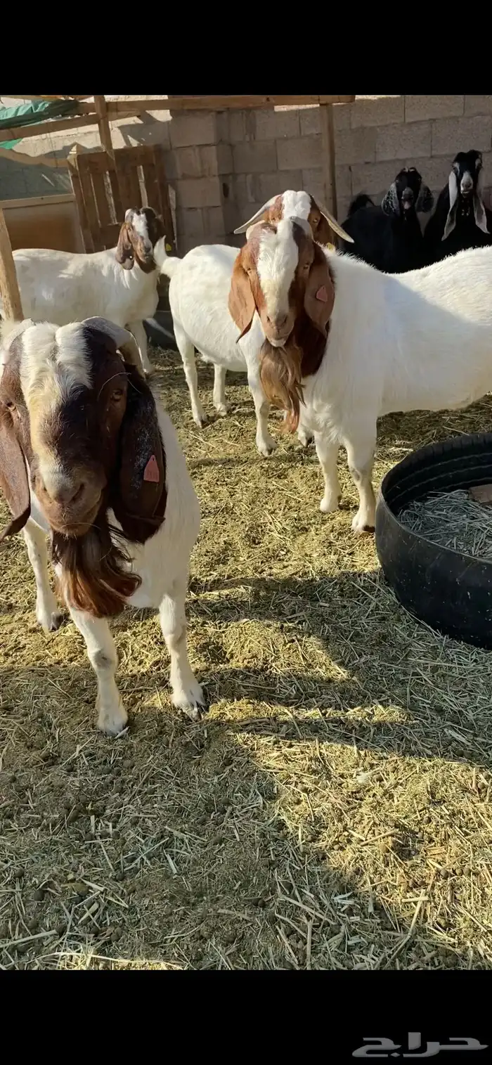 معزا بورقيت 4