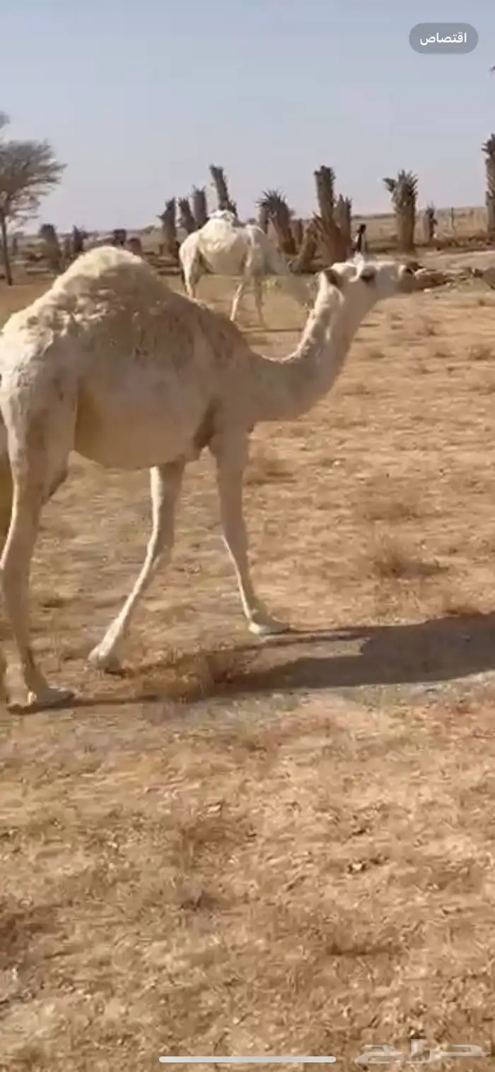 بكره مفروده حاشي مقفل 1