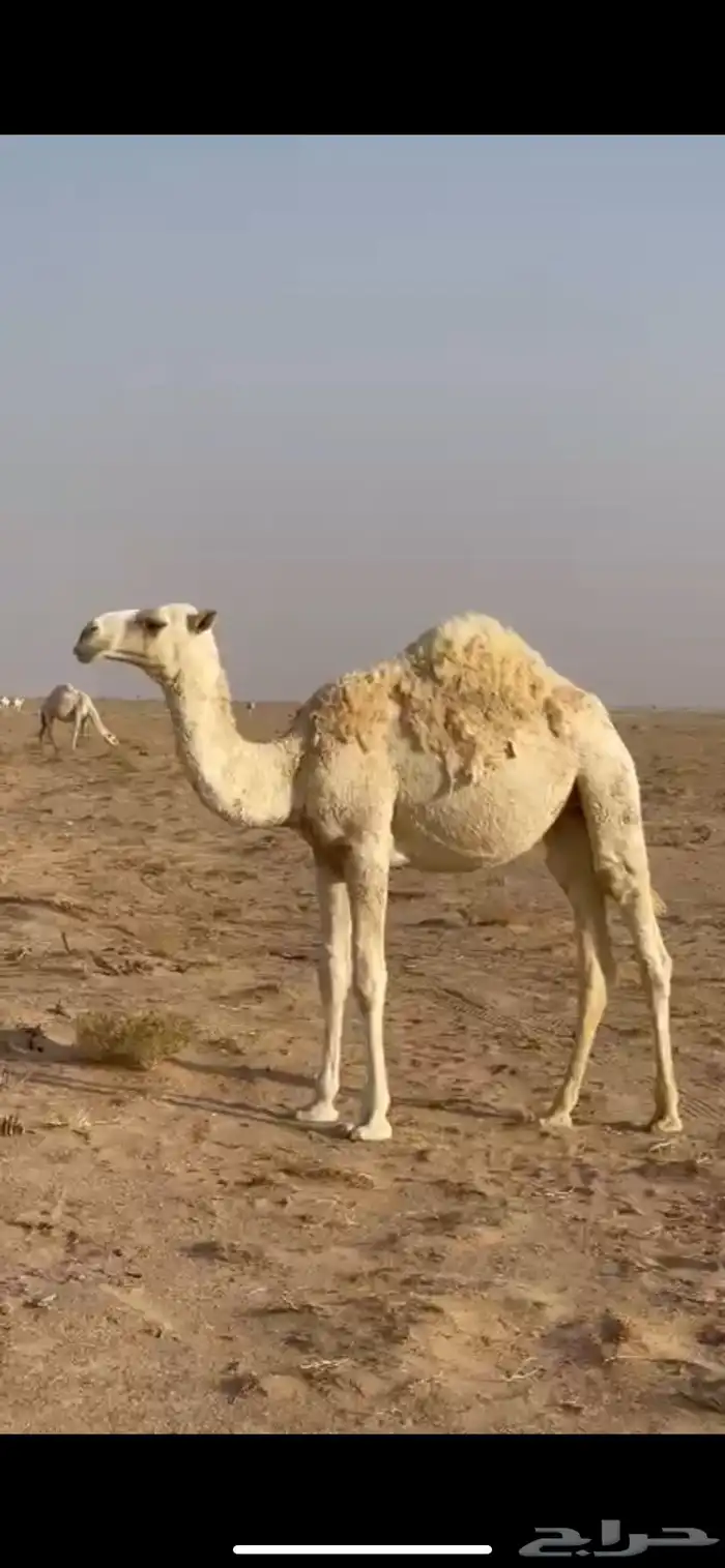 بكره مفروده حاشي مقفل 0