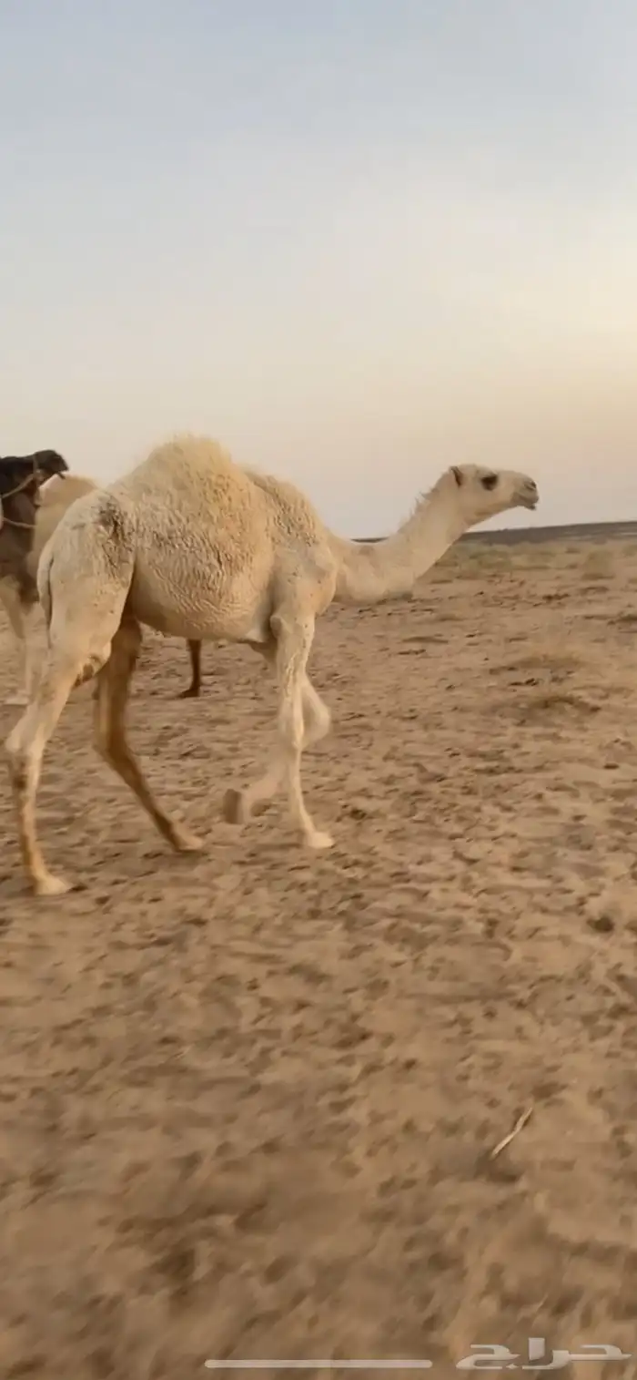 قعود طيب شحم 0