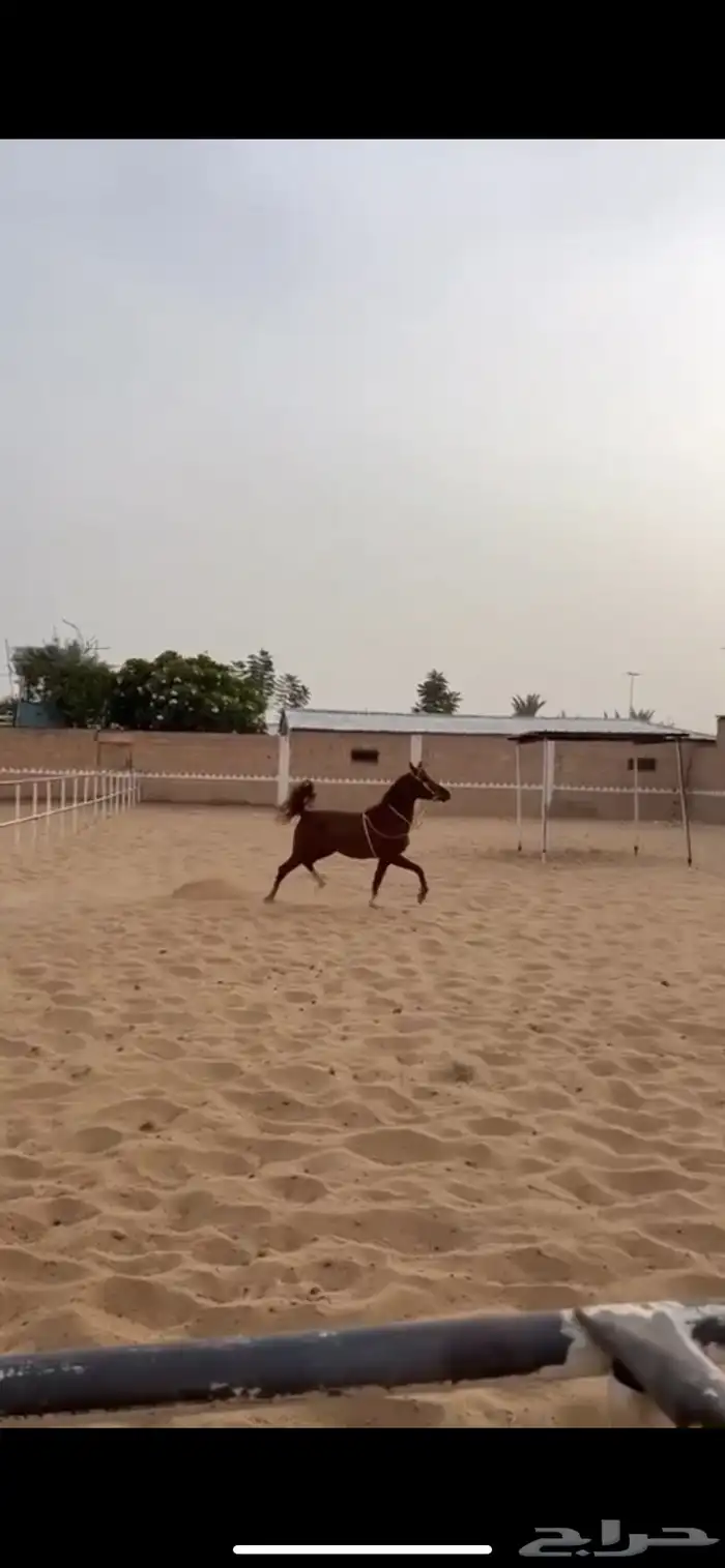 حصان كفو شعبي 2