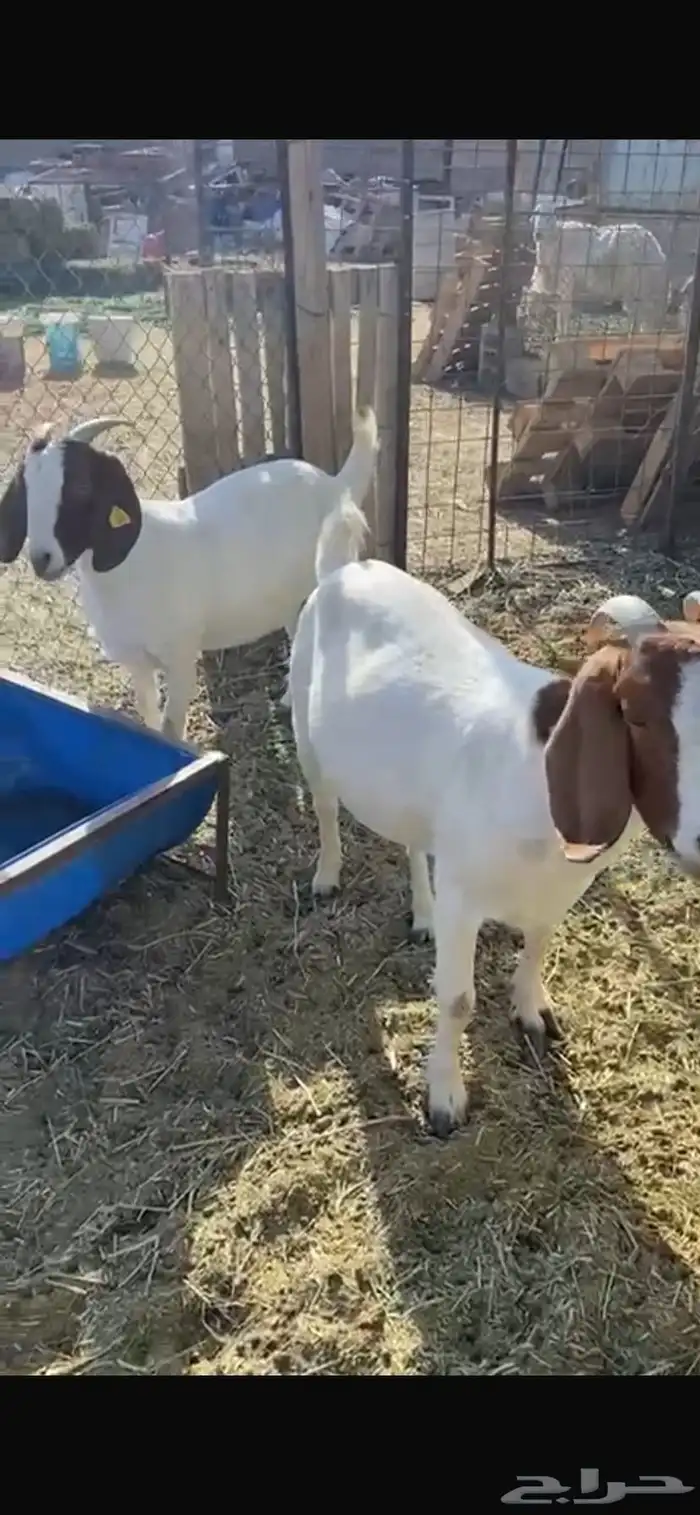 معزا بورقيت 7
